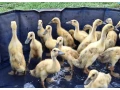 kaciatka-indicky-bezec-strieborny-small-0