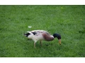 kaciatka-indicky-bezec-strieborny-small-1