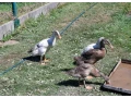 indickeho-bezca-small-0
