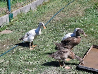 indickeho-bezca