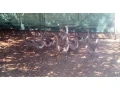 labutia-huslabutie-husi-small-0