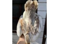 kacica-maly-appleyard-small-2