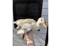 kacica-maly-appleyard-small-1