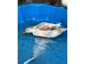 kacica-maly-appleyard-small-3