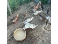 indicky-bezec-small-2