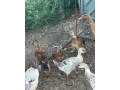 indicky-bezec-small-0