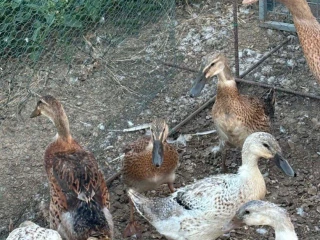 indicky-bezec
