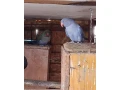predam-alebo-vimena-small-0