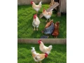 na-predaj-mlade-kohuty-z-domaceho-chovu-small-4