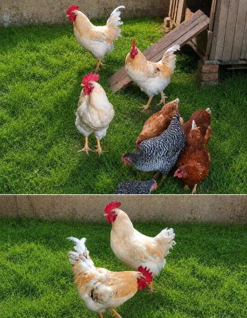 na-predaj-mlade-kohuty-z-domaceho-chovu-big-4