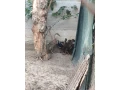 indicky-bezec-small-1