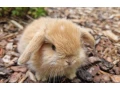 minilop-small-0