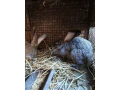 belgicky-obor-small-1