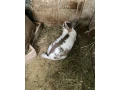 predam-kralikov-small-0