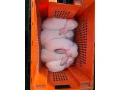 francuzke-barany-biele-small-1