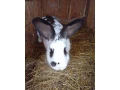 samice-do-chovu-small-0