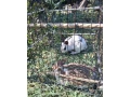 kraliky-small-0