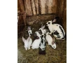 predam-35-mesacne-kraliky-samice-krizenec-nos-a-bo-small-2