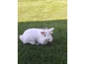 kraliky-small-0