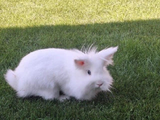 kraliky