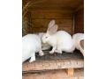 predam-kralika-hylu-small-3