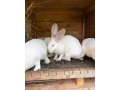 predam-kralika-hylu-small-2