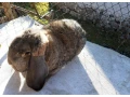 francuzske-barany-small-0