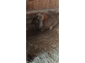 kraliky-small-1