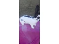 nos-nemecke-strakace-small-0