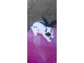 nos-nemecke-strakace-small-1