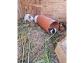 morske-prasiatko-small-2
