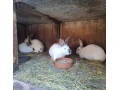 predam-kraliky-small-1