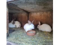 predam-kraliky-small-0