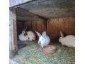 predam-kraliky-small-2