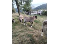romanovska-ovca-small-0