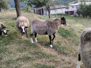romanovska-ovca
