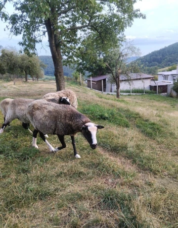 romanovska-ovca-big-1