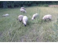 predam-ovce-jahnata-small-0