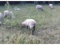 predam-ovce-jahnata-small-2