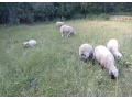 predam-ovce-jahnata-small-1