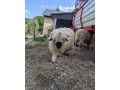 wallisersky-blacknose-barancek-small-3
