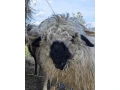 wallisersky-blacknose-barancek-small-2