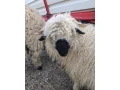 wallisersky-blacknose-barancek-small-4