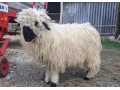 wallisersky-blacknose-barancek-small-1