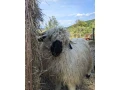 wallisersky-blacknose-barancek-small-0