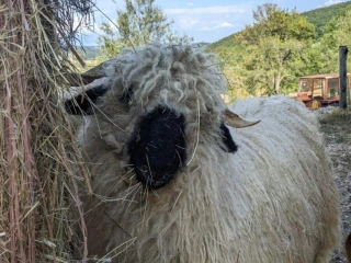 wallisersky-blacknose-barancek