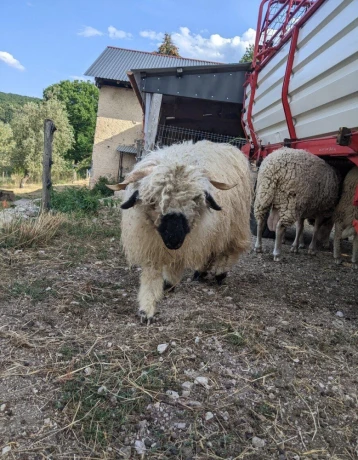wallisersky-blacknose-barancek-big-3