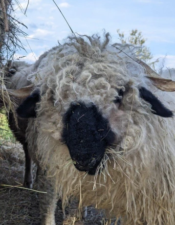wallisersky-blacknose-barancek-big-2