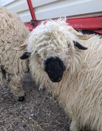 wallisersky-blacknose-barancek-big-4