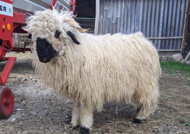 wallisersky-blacknose-barancek-big-1